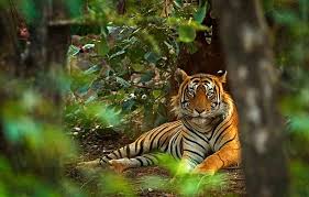Orchha Wildlife Tour Packages | call 9899567825 Avail 50% Off